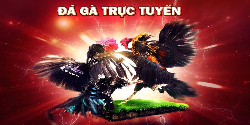 Đá gà trực tiếp cựa dao đang là chủ đề được quan tâm 